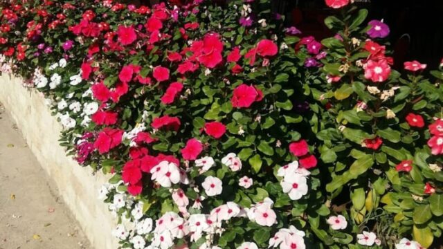 IMG-20260327-WA0007 (1)